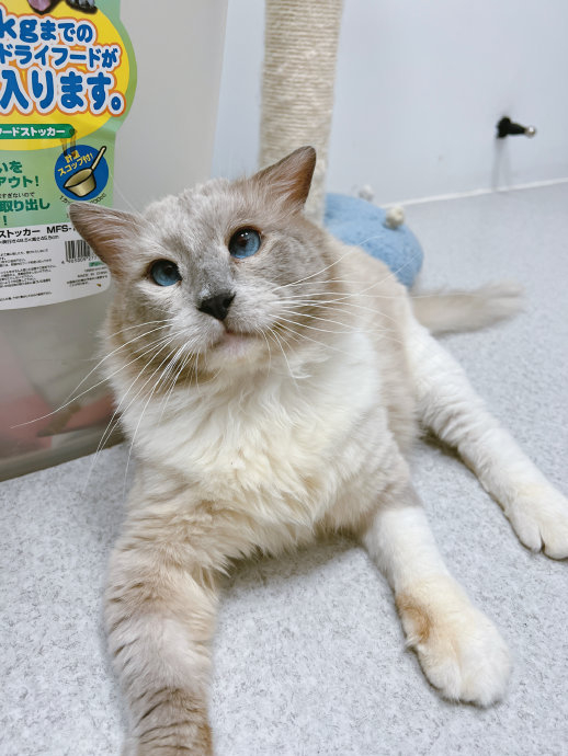 今天必须要重点推一下成年布偶猫喜乐!|猫|布偶猫_新浪新闻