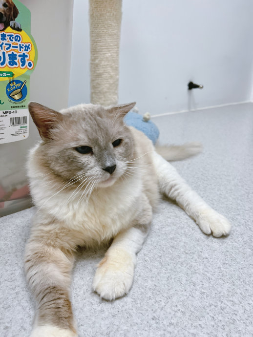 今天必须要重点推一下成年布偶猫喜乐!|猫|布偶猫_新浪新闻