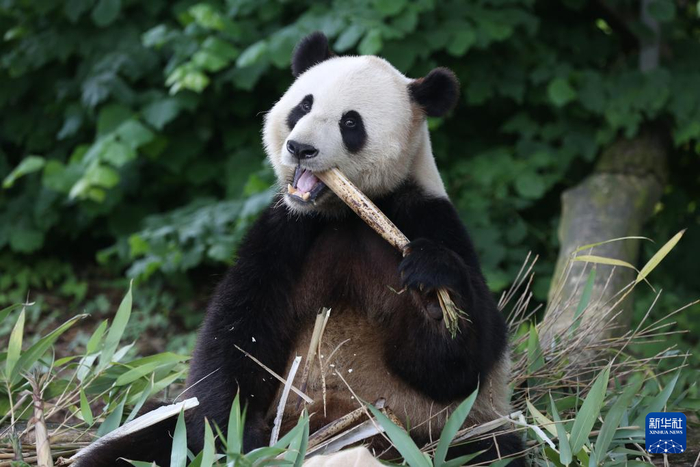赵丁喆 摄6月2日,在比利时布吕热莱特的天堂动物园,一名大熊猫爱好者