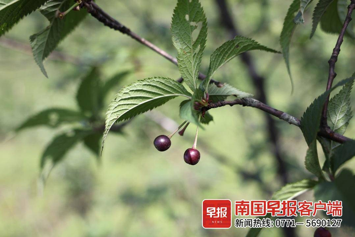 广西发现樱花新物种!长这样