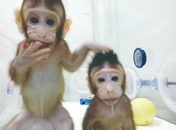 体细胞克隆猴“中中”和“华华”