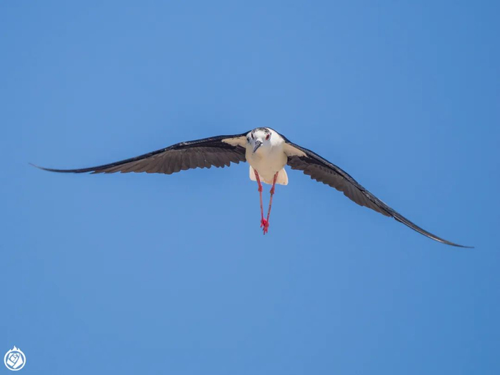 我竟然在高速公路上观了鸟?