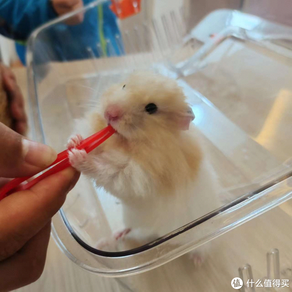 金丝熊_新浪新闻