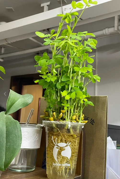 图源：网友@斯斯今天努力了吗