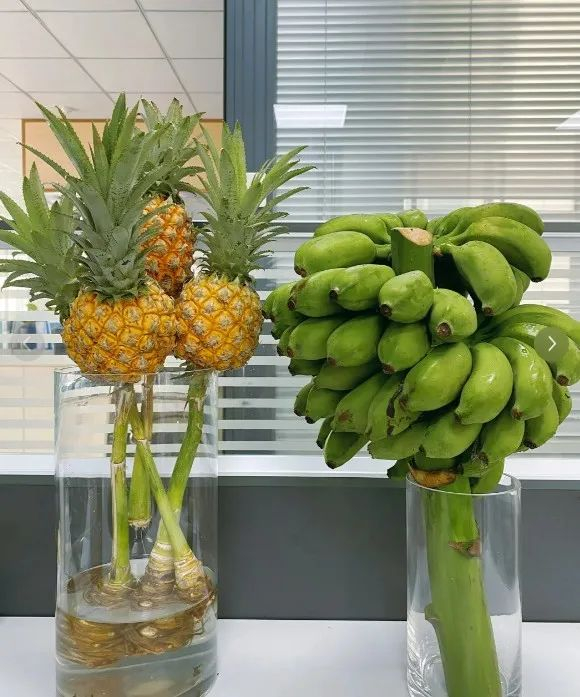 图源：网友@兔子