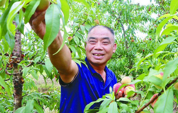 直播助力 黄桃走俏