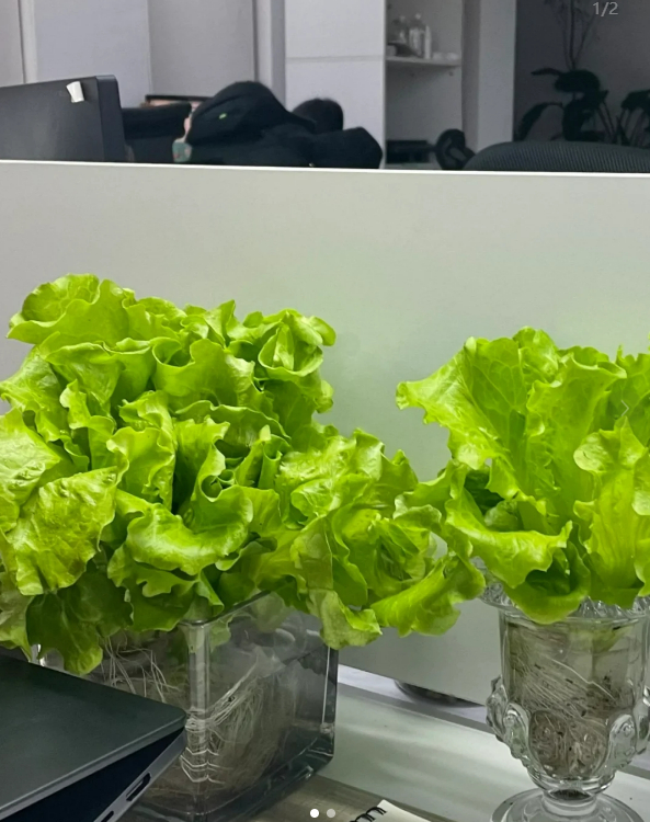 图源：网友@威咕gi