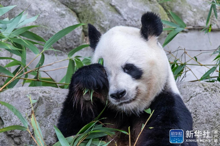 今年有哪些旅外大熊猫新亮相? | 第2眼