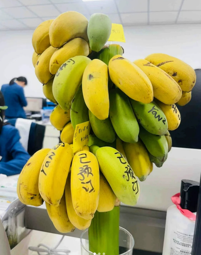 图源：网友@腼腆大漂亮