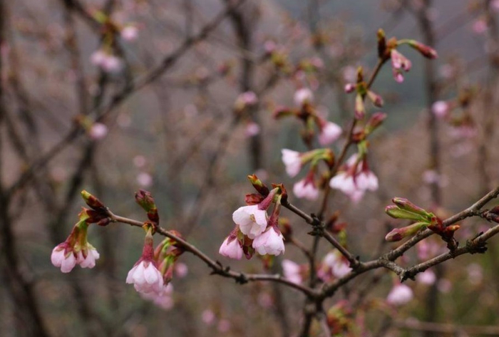 广西发现樱花新物种!长这样