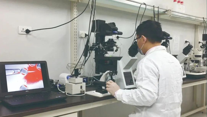 研究人员在操作体细胞克隆猴相关实验