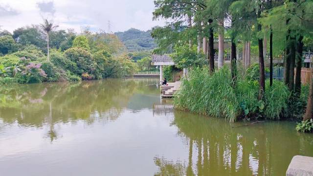 新浪新闻实拍雨后的深圳东湖公园