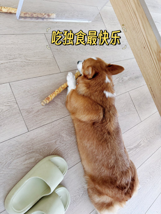 通过我的观察, 奶茶对珍珠的母爱已经消失殆尽, 挺烦这个小狗的