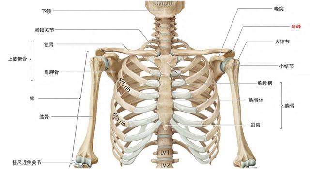 腔骨和排骨区别图片