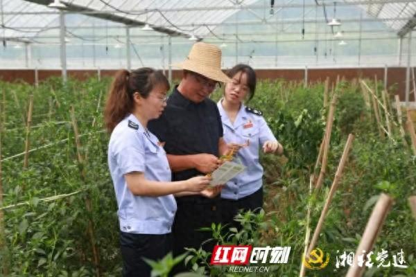 衡东税务:税惠助农,绘就黄贡椒一片好"丰"景