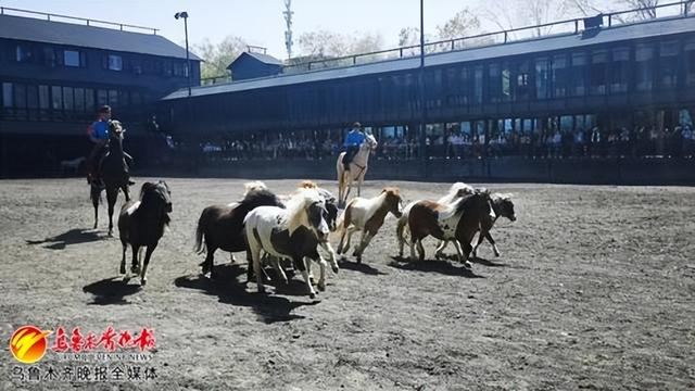 　　5月2日，在新疆古生态园的名马展示特别演出中，小矮马出场吸引游客。资料图片
