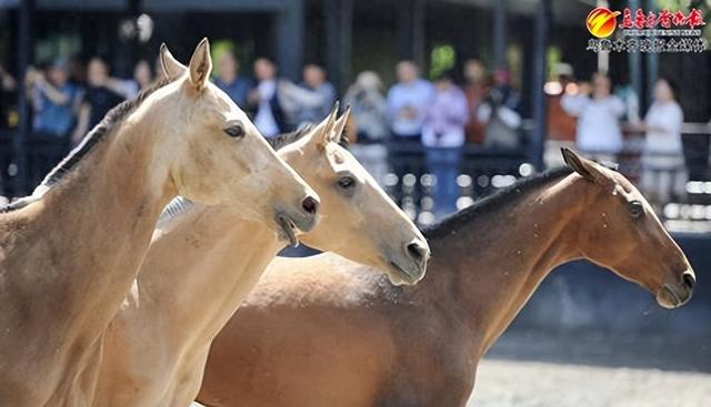 　　五一期间，由新疆古生态园提供的汗血马走上街头，吸引全国网友观看。资料图片