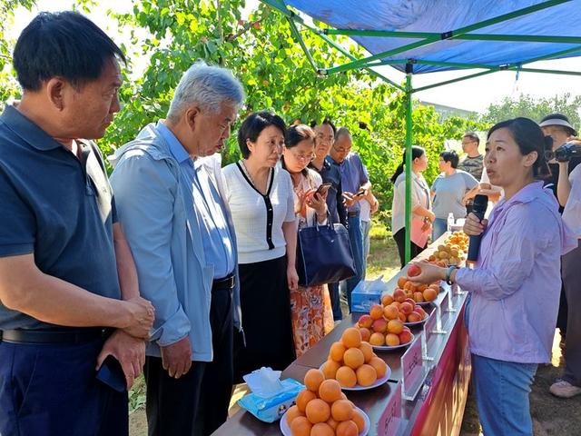 武晓红（右一）向与会人员介绍杏新品种。河北经济日报记者 吴苗苗 摄