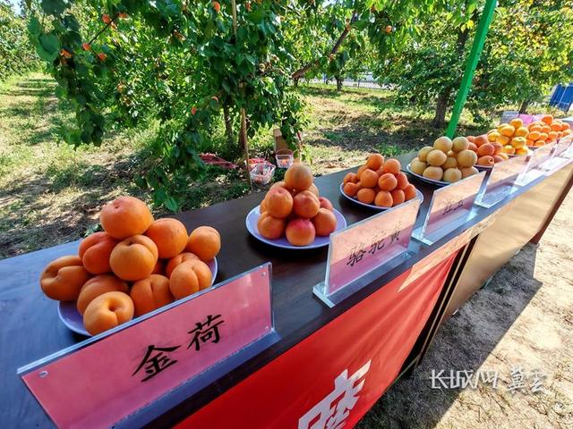 观摩会上演示的杏新品种。河北经济日报记者 吴苗苗 摄