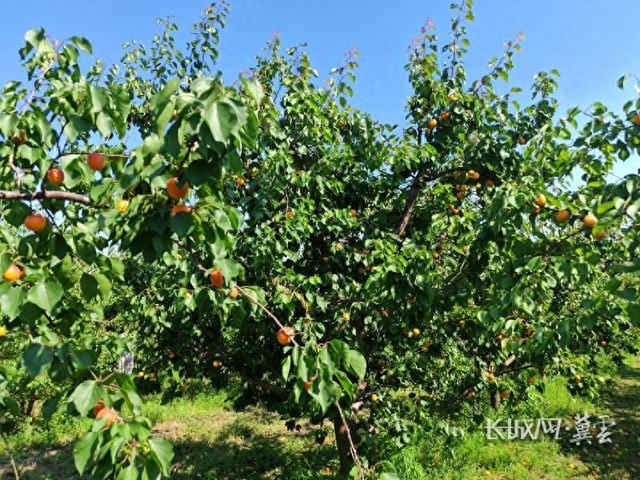 试验田里，成熟的杏压满枝头。河北经济日报记者 吴苗苗 摄