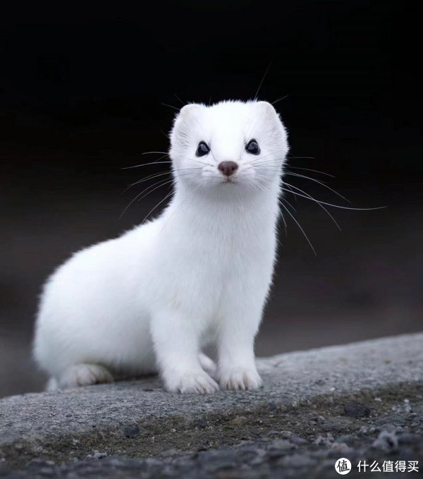 工作忙的人养什么宠物比较好?