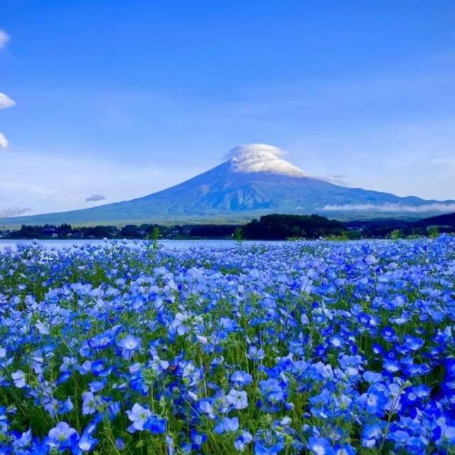 【浪漫夏日北海道】与上海交通广播共赴薰衣草花海,见证大自然的魅力