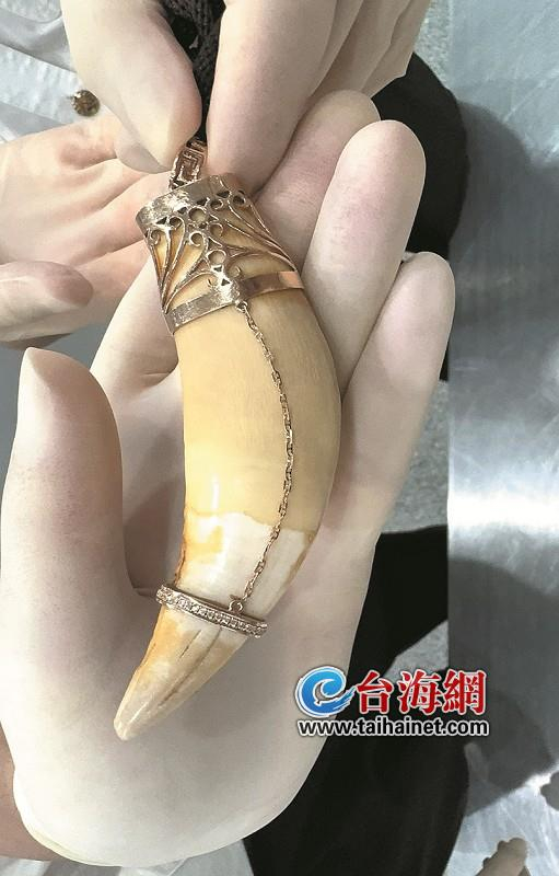 老虎牙齿摸不得!