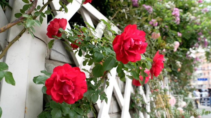 在大连,走"花路"!