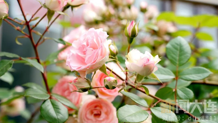 在大连,走"花路"!