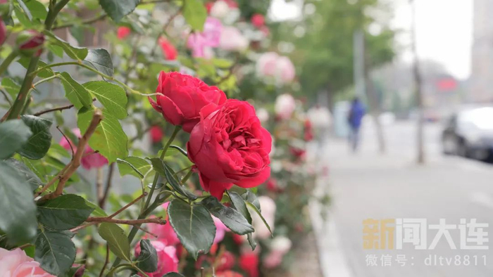 在大连,走"花路"!