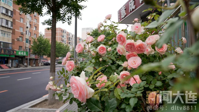 在大连,走"花路"!