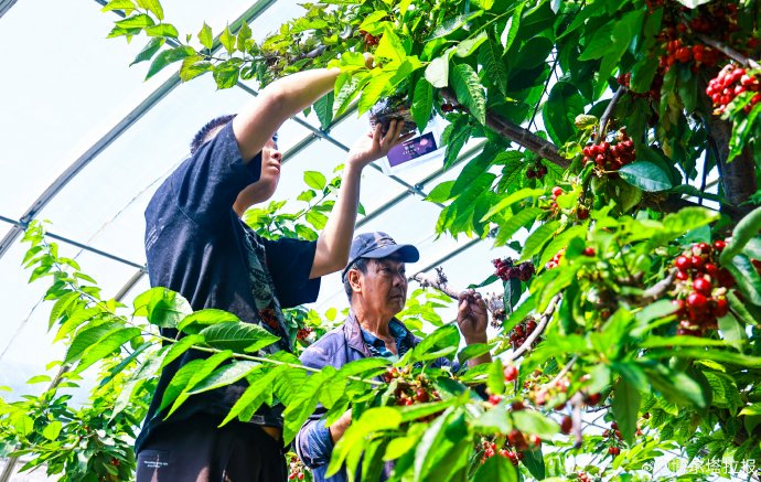 大棚樱桃抢"鲜"上市