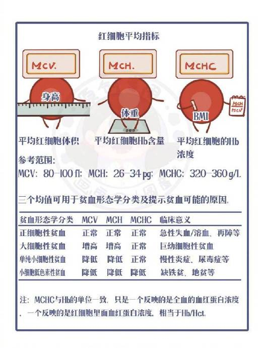 一分钟读懂血常规的24个指标