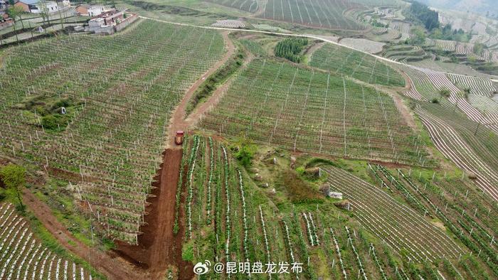 宣威市文兴乡:矮化密植苹果种植点亮乡村振兴之路