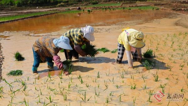 "左金红开心地说道.