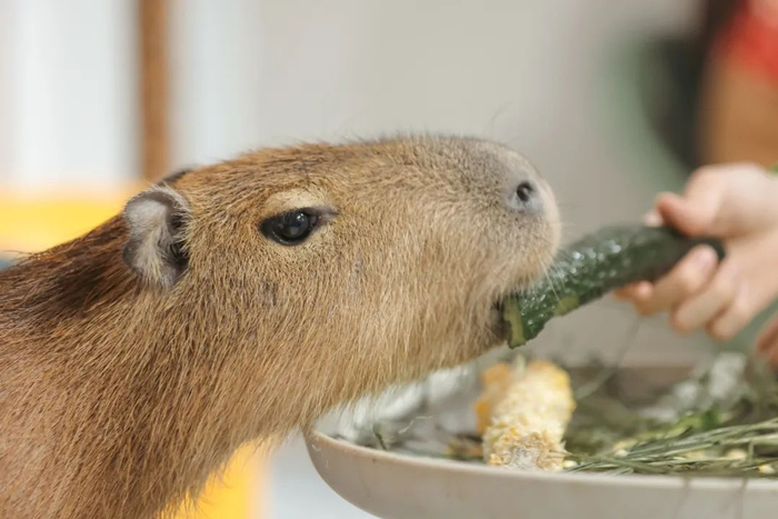 组团伺候卡皮吧啦的年轻人,后悔了|鱼_新浪新闻