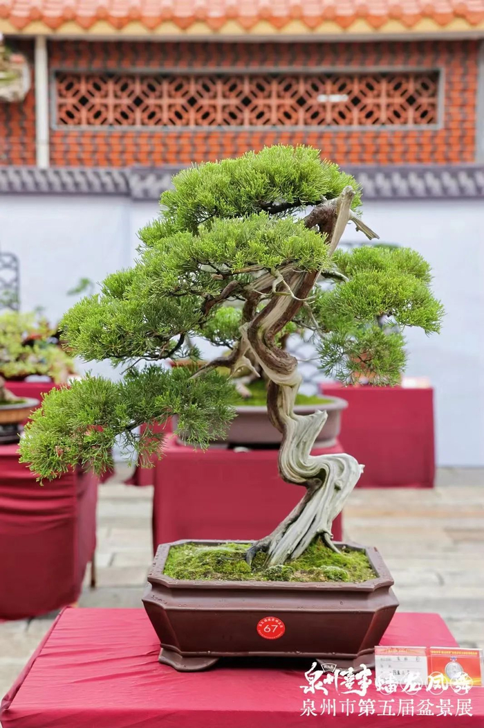 此次"泉州喜事 蟠龙凤舞"盆景展也是泉州状元街打造沉浸式街区文化的