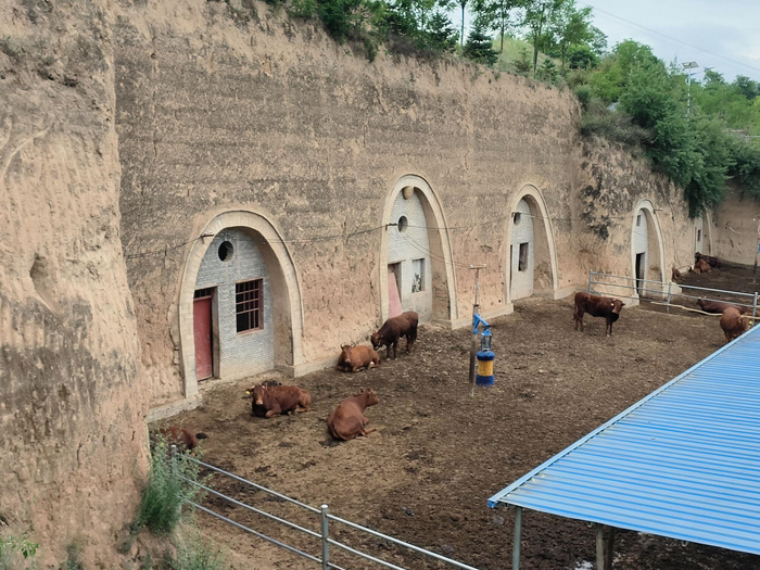 共赴绿色之约 | "窑洞养牛"创财富 黄寨日子有"犇"头