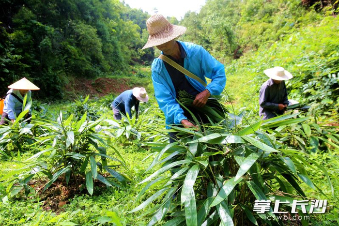 粽叶飘香,浏阳"粽子村"300亩粽叶喜迎丰收