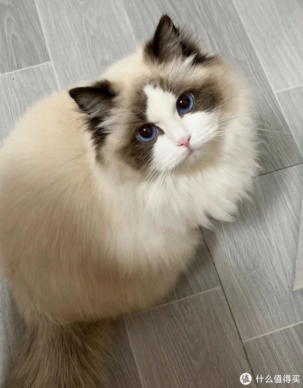 布偶猫有什么缺点?
