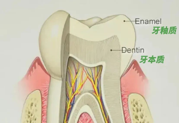 经常性地咬紧牙关,会让上下牙列接触时间呈指数倍