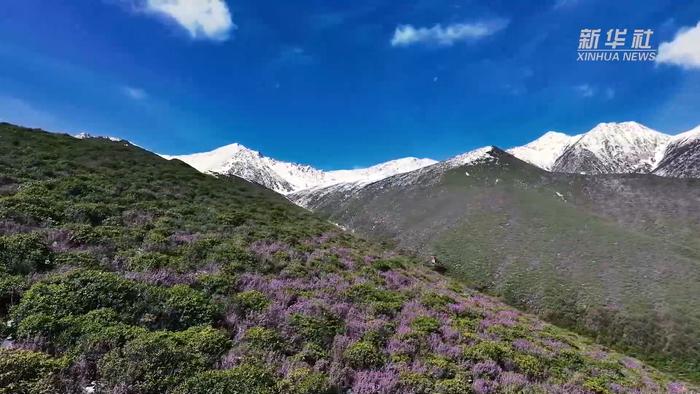 青海门源:雪山映杜鹃