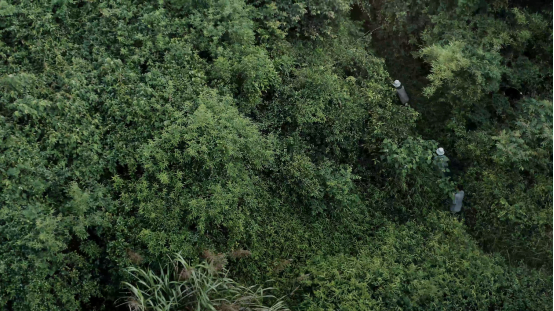 西子江生态保育中心负责人李成和他的同事几乎走遍了位于广东惠东县的