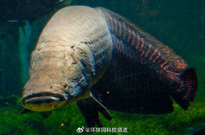 你知道巨骨舌鱼出现距今已经多少年了吗__财经头条__新浪财经