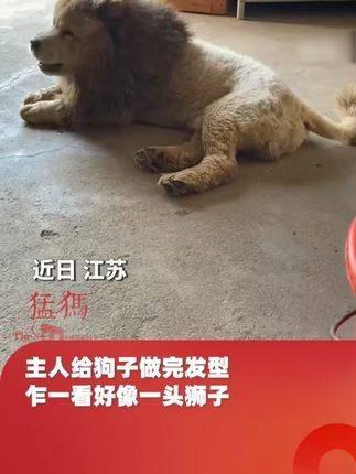 狗狗剪成狮子的样子图片