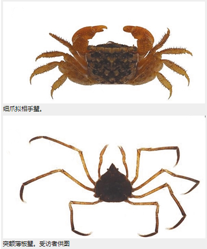 据东寨港管理局林业工程师冯尔辉介绍,此次多样性调查系在东寨港保护