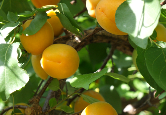 泰安援疆招引客商刘涛说:"岳普湖的杏质量很好,甜度高,市场需求大
