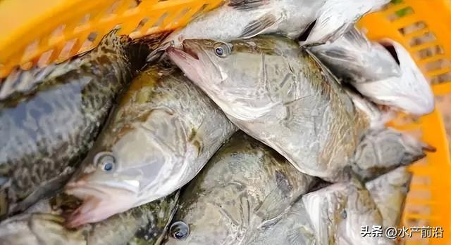 龙虾好价！东莞养户肉类鳜平均值亩赚5万，是不是努力做到？(图2)