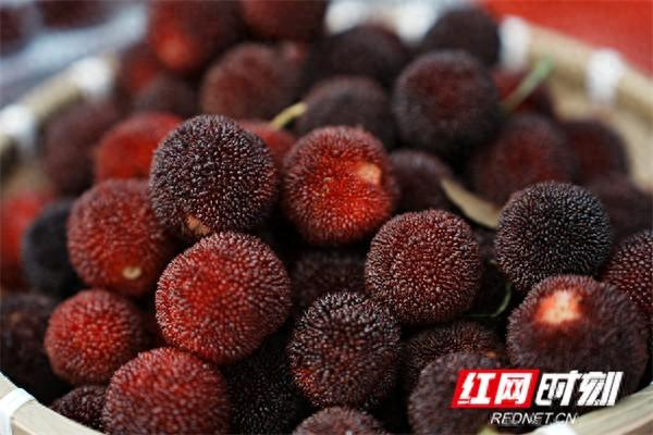 刚下枝头即上餐桌  靖州杨梅48小时内可直达290余个城市