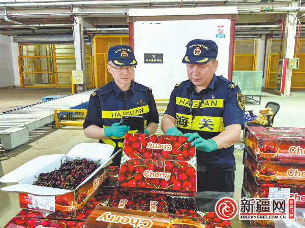 乌鲁木齐地窝堡机场海关人员查验入境樱桃。（全媒体记者李宁艳 通讯员艾海提摄）